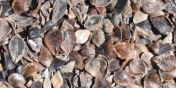 Le galet de mer